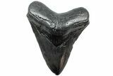 Fossil Megalodon Tooth - South Carolina #221749-1